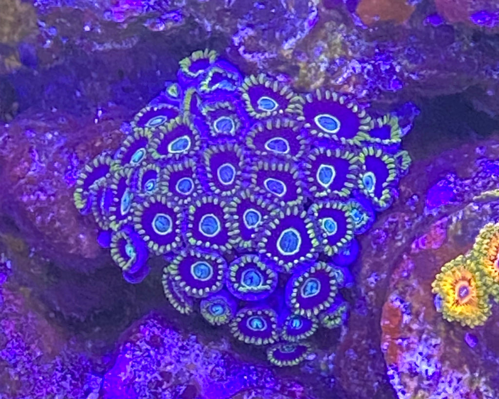 Blue Hornet Zoanthid