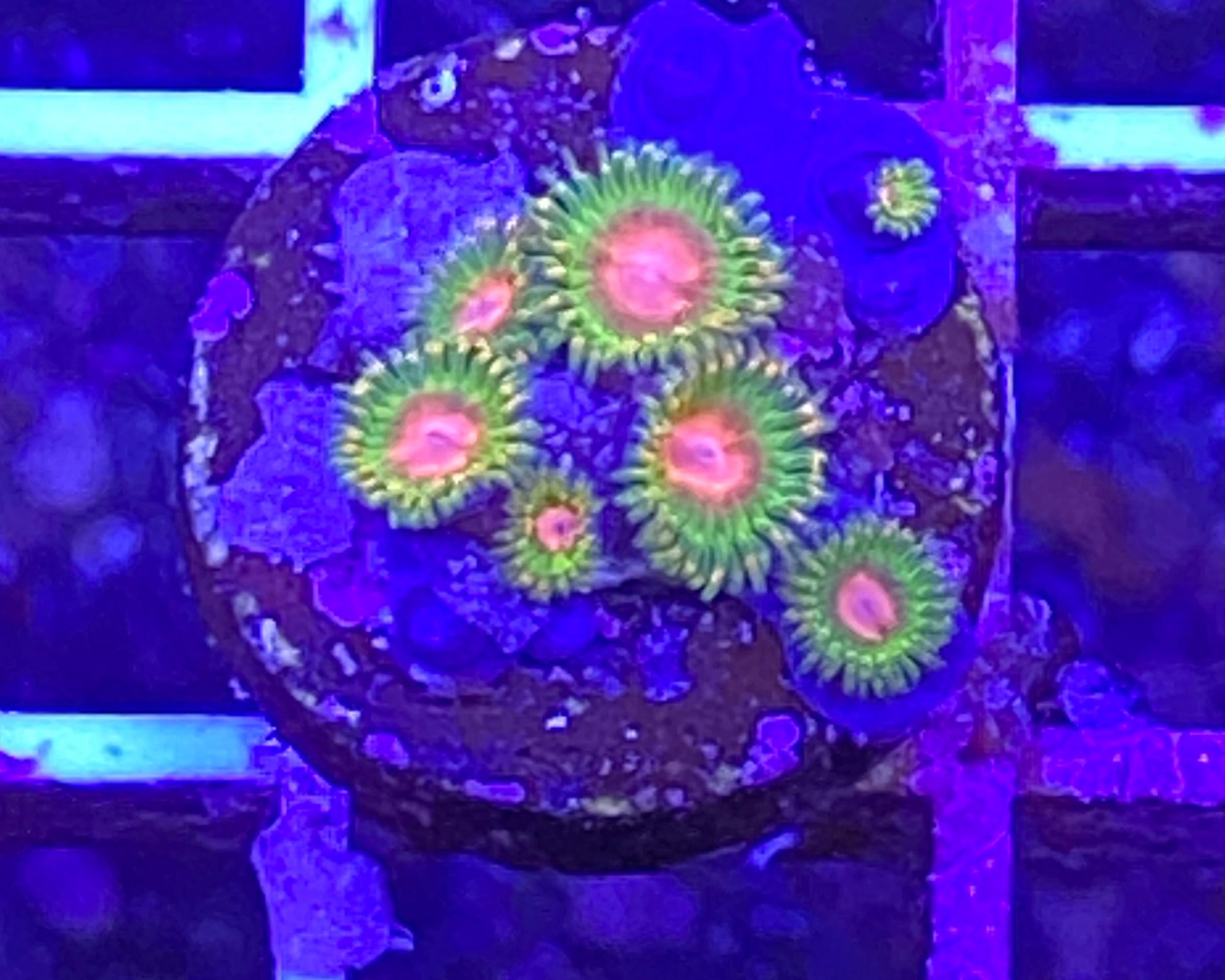 Awesome Blossom Zoanthid