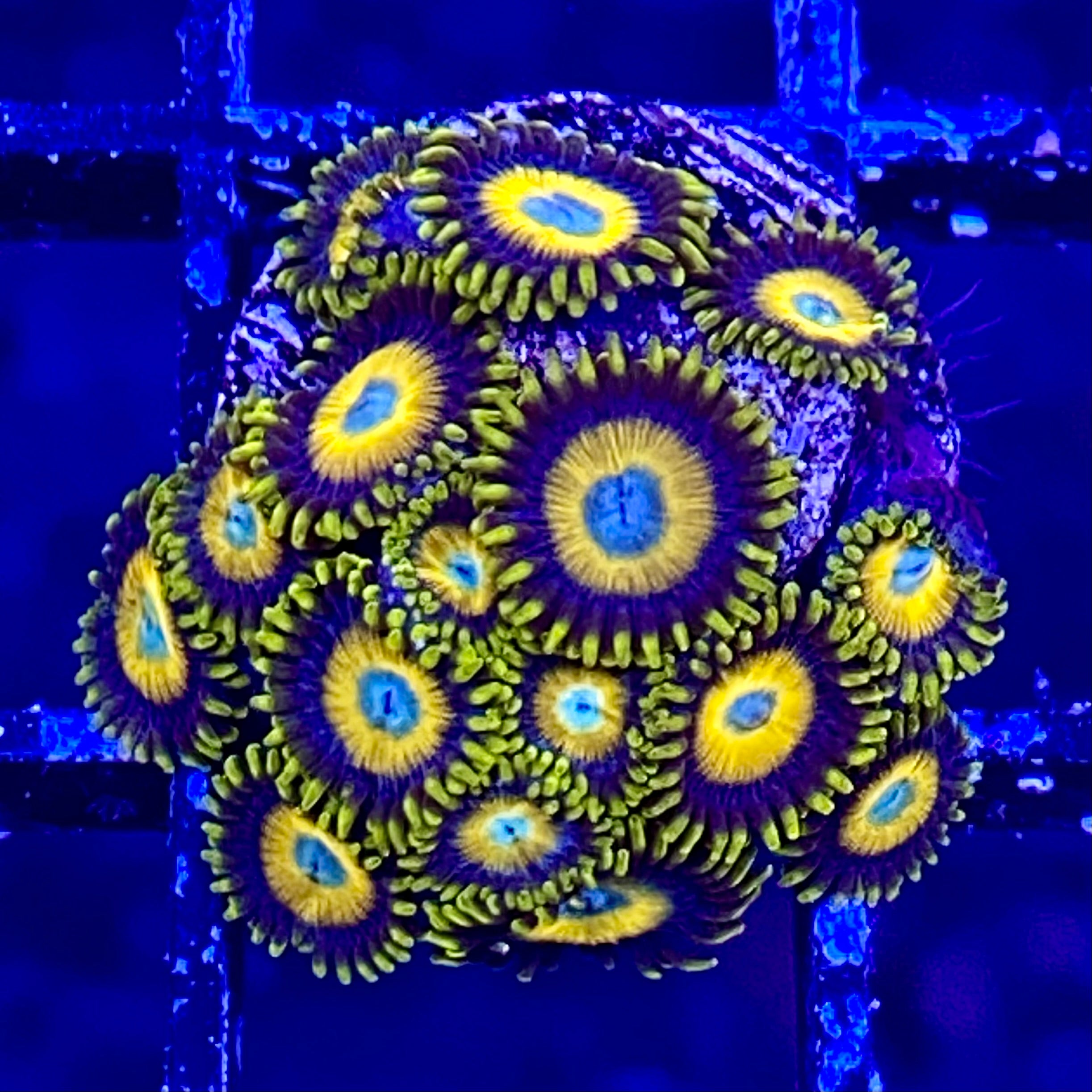 Scrambled Egg Zoanthid