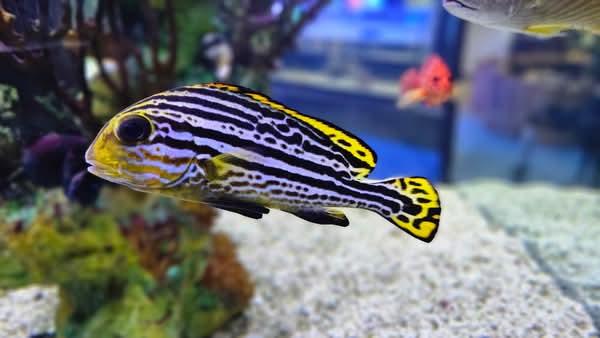 Yellow Hi-Fin Sweetlips