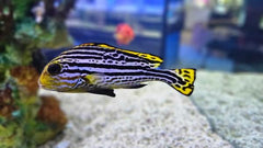 Yellow Hi-Fin Sweetlips