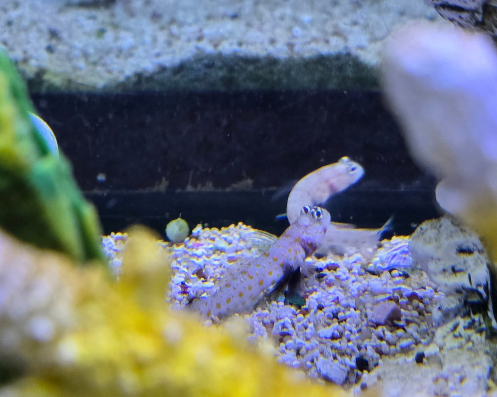 Guttata Goby