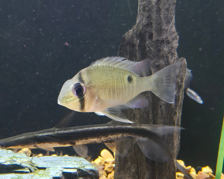 Cupid Cichlid
