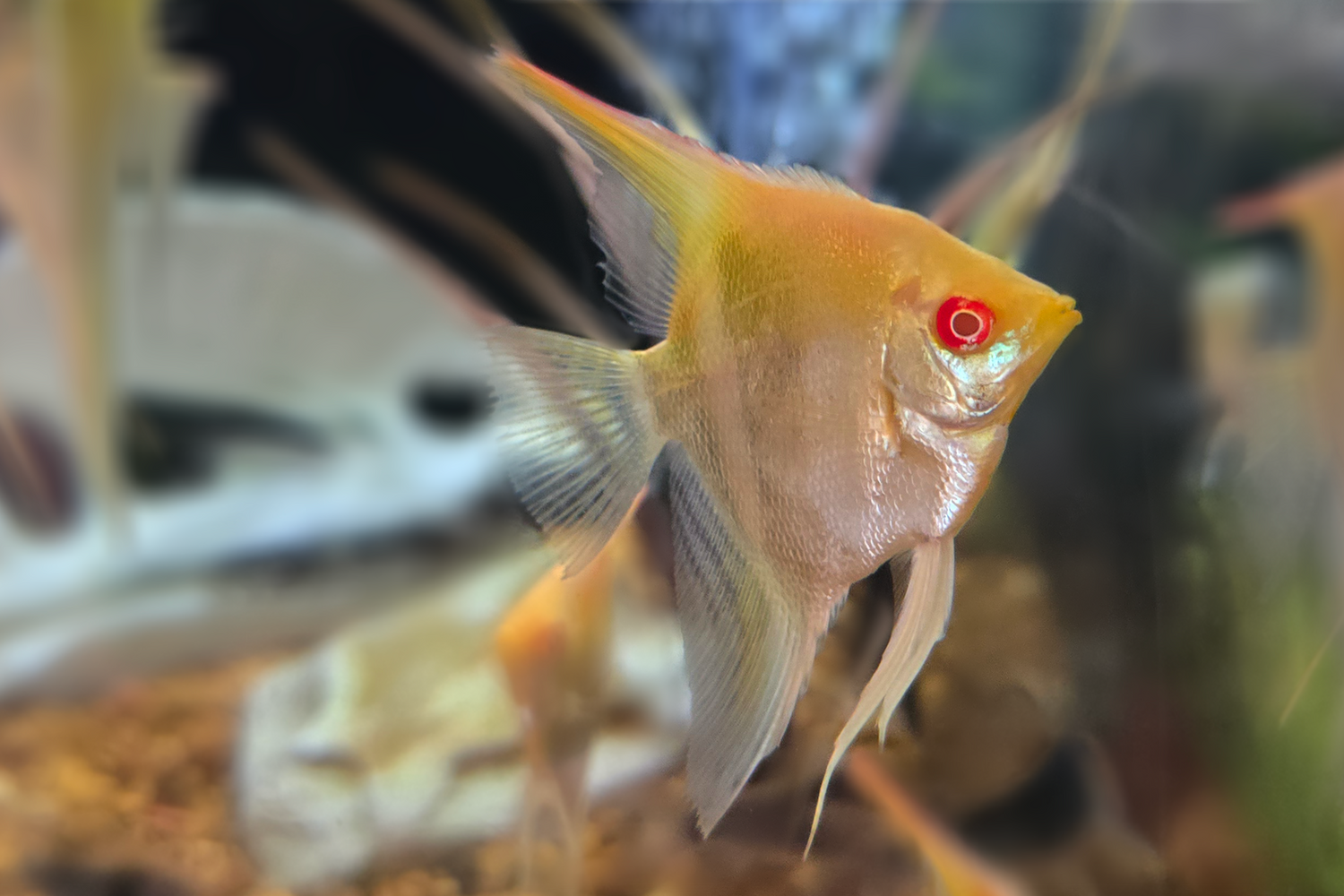 Albino Red Back Manacapura Angelfish