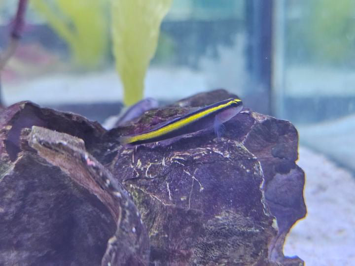 Gold Line Neon Goby