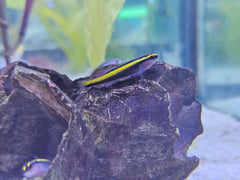 Gold Line Neon Goby