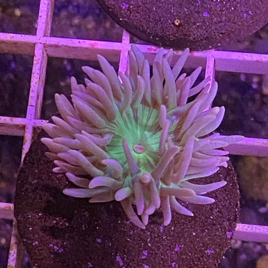 Duncan Coral