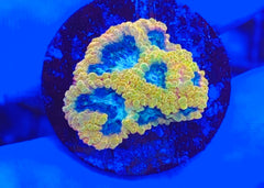 Yellow Submarine Favia