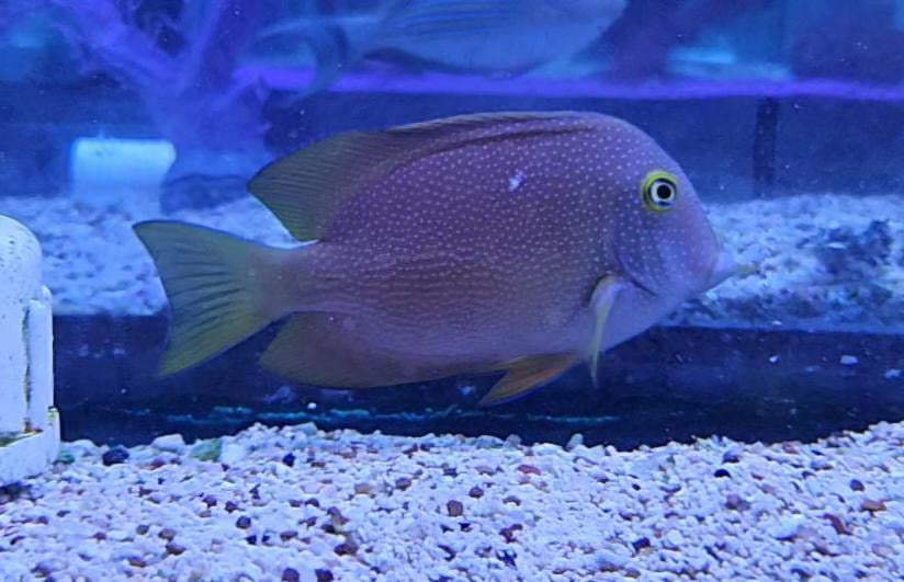 Strigosus Tang