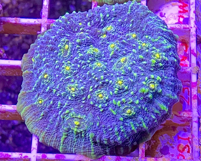 Northern Lights Chalice