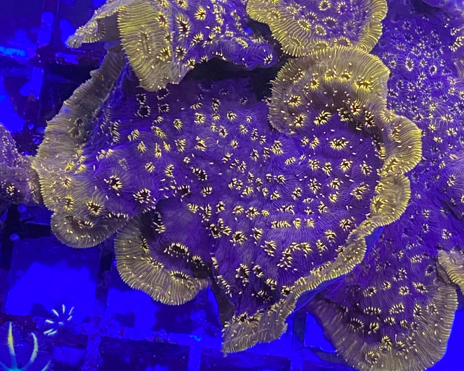 Orange Pavona