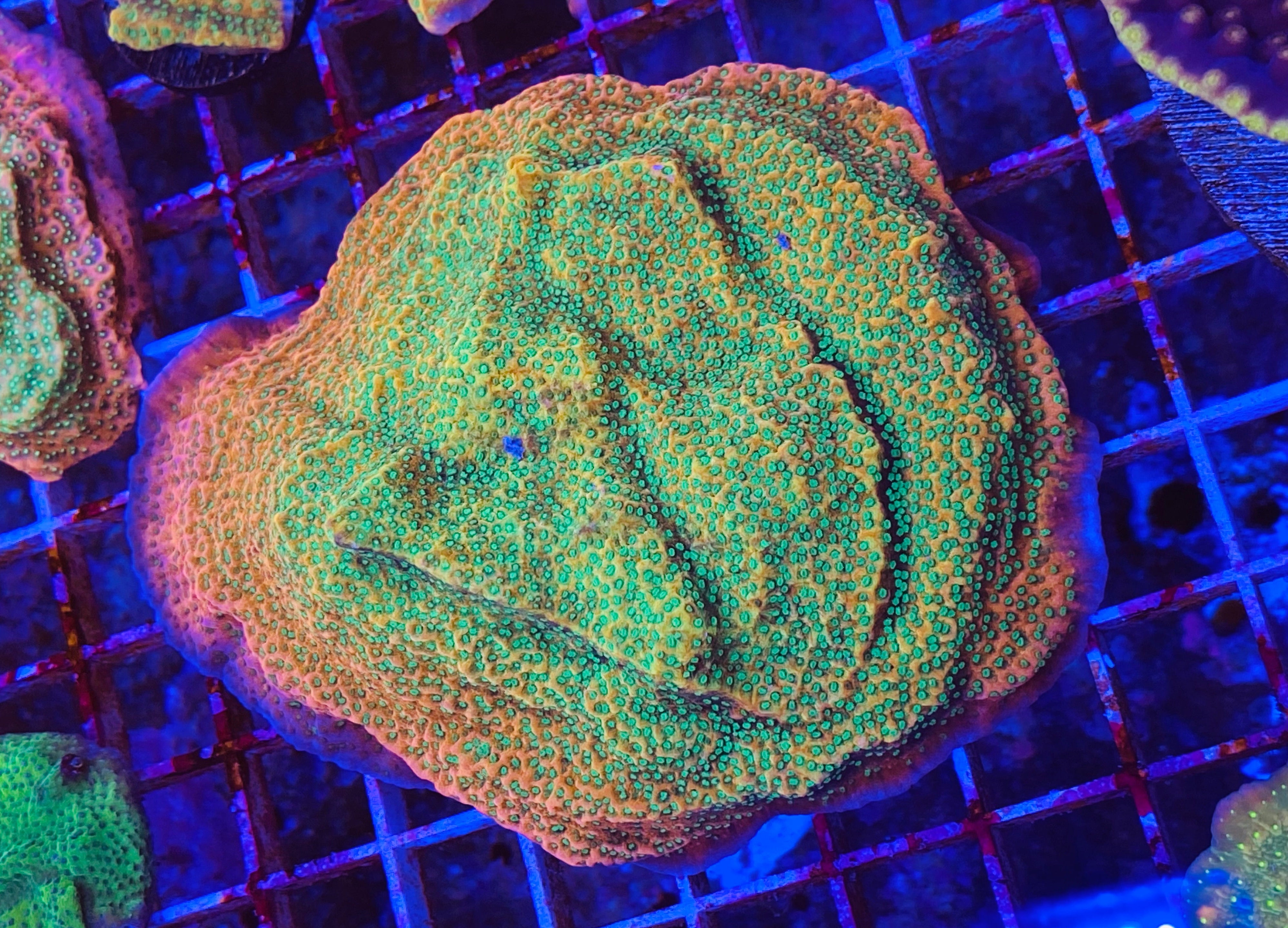 Tropic Thunder Montipora