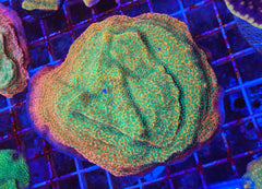 Tropic Thunder Montipora