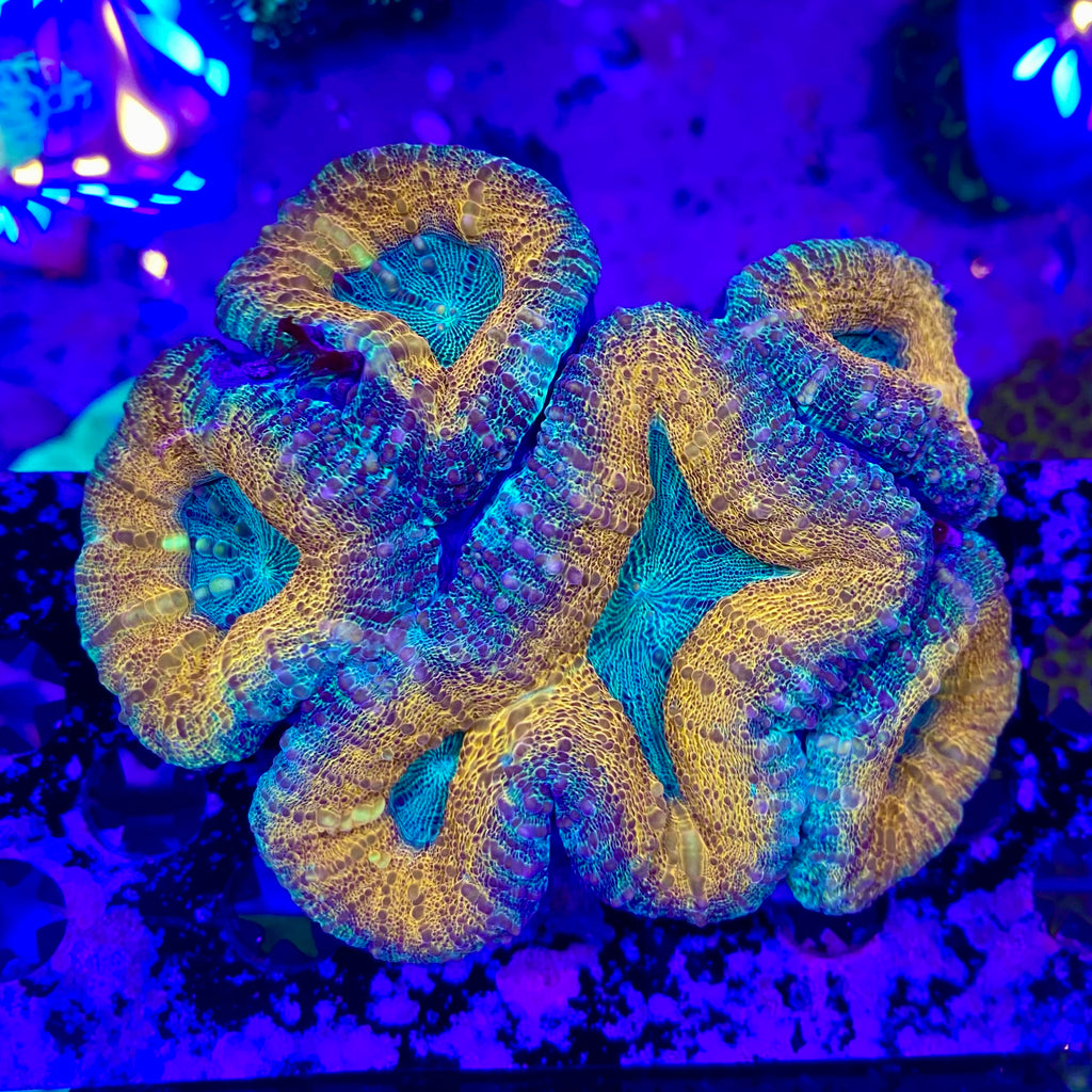 Orange& Green Lobophyllia