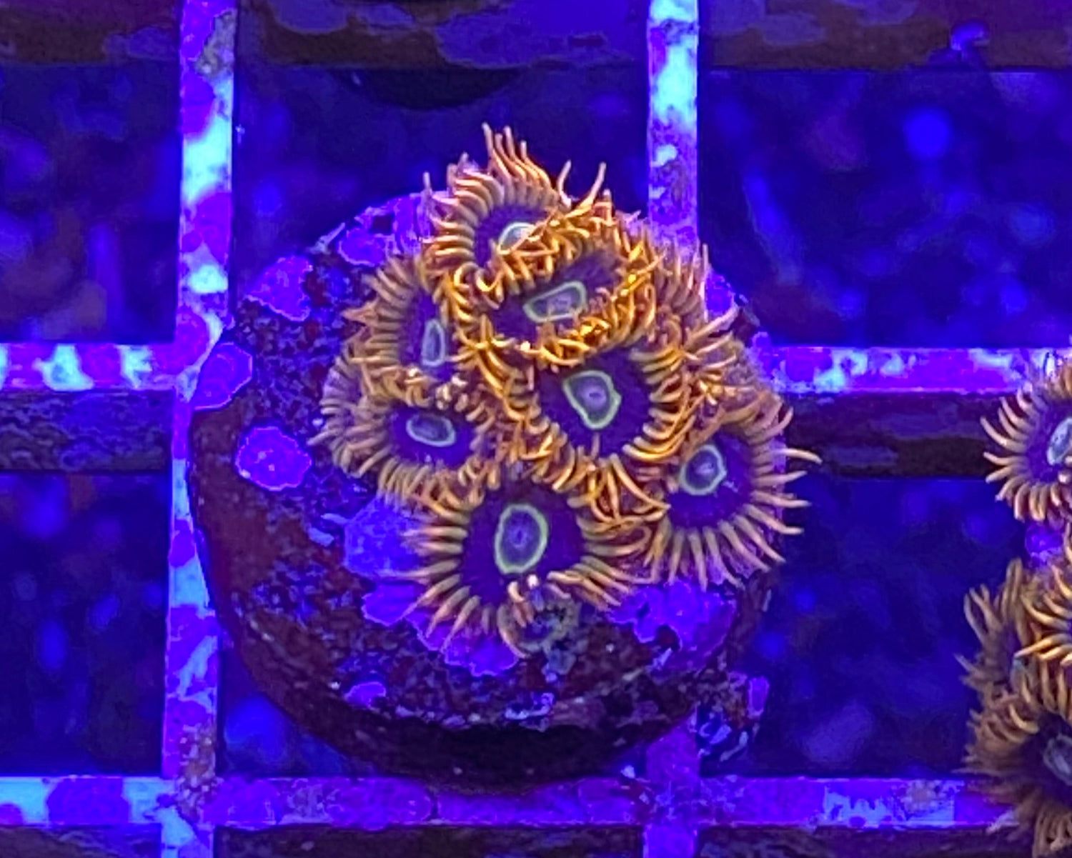 Rainbow Hornet Zoanthid