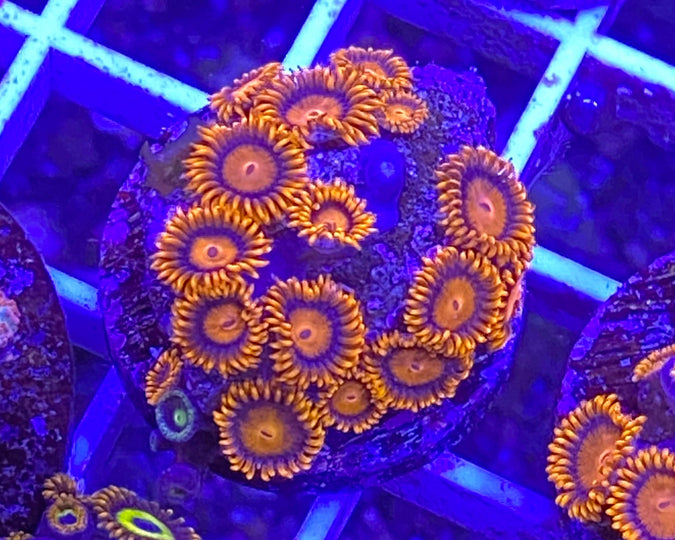 Bam Bam Zoanthid