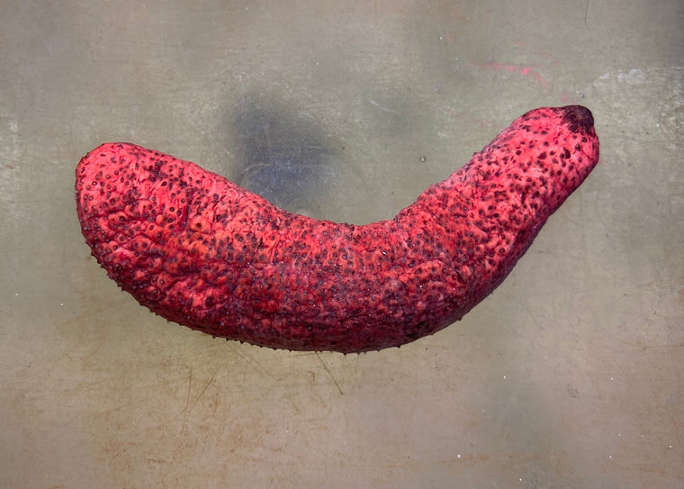 Pink Sea Cucumber