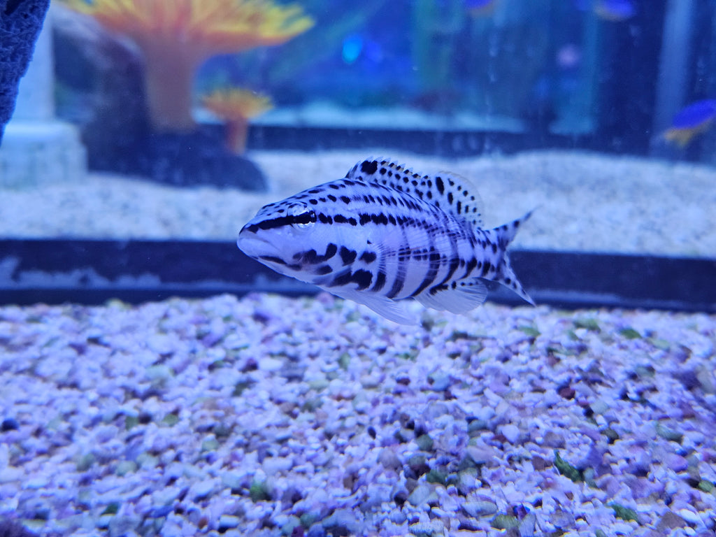 Harlequin Basslet