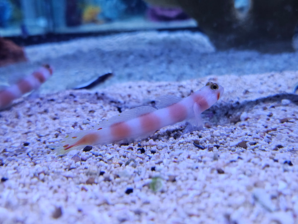 Aurora Goby