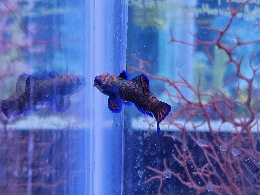 Mandarin Dragonet