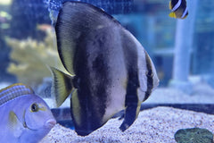 Orbic Bat Fish