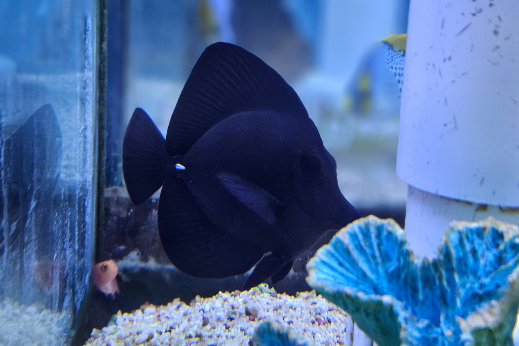 Black Tang