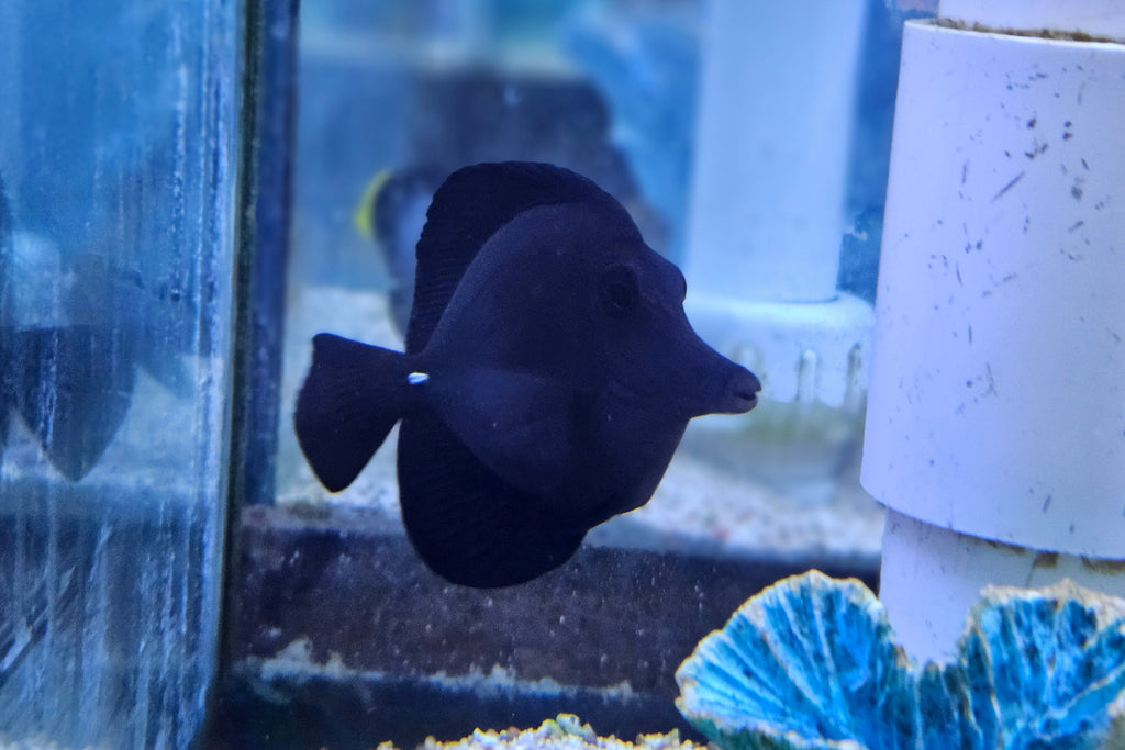 Black Tang