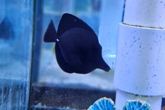 Black Tang