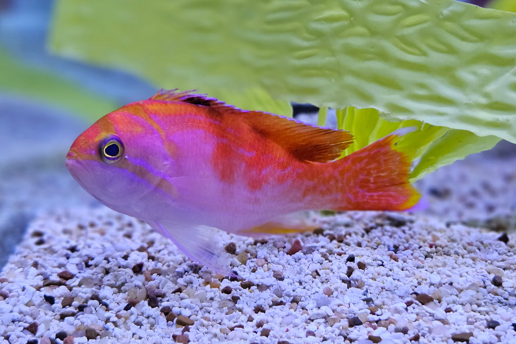 Bimac Anthias