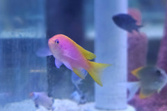 Bimac Anthias