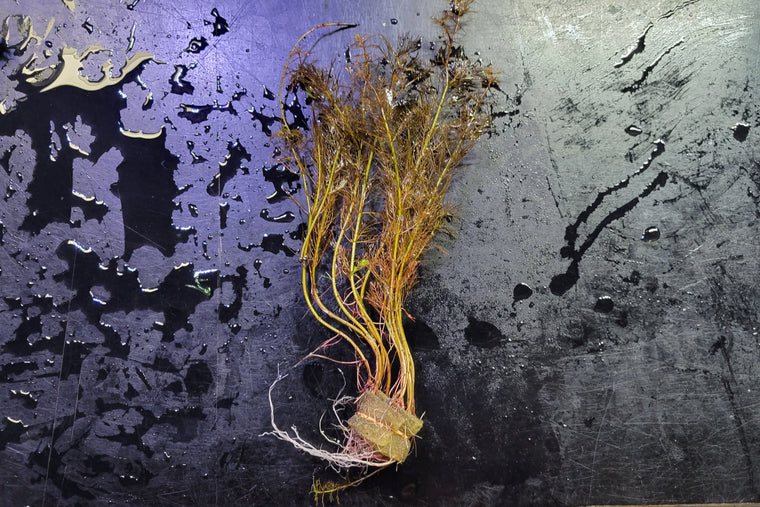 Myriophyllum tuberculatum