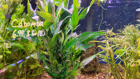 Hygrophila corymbosa (Giant Hygrophila)