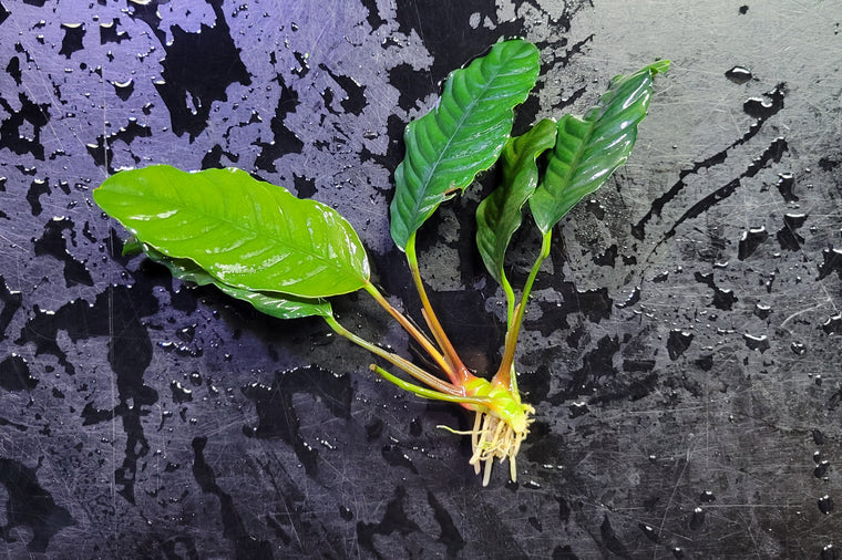 Anubias Coffeefolia