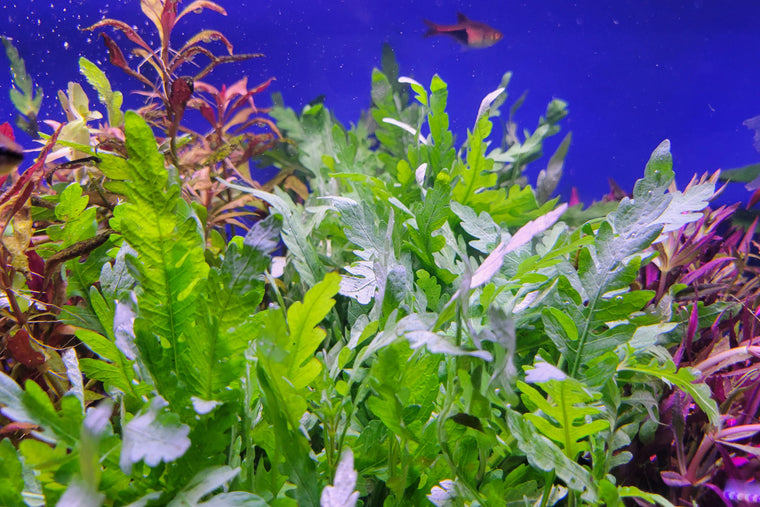 Hygrophila pinnatifida