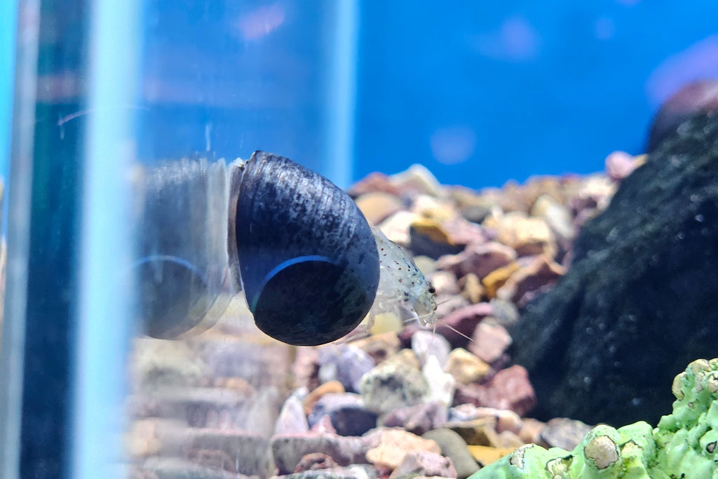 Military Helmet Nerite Snail