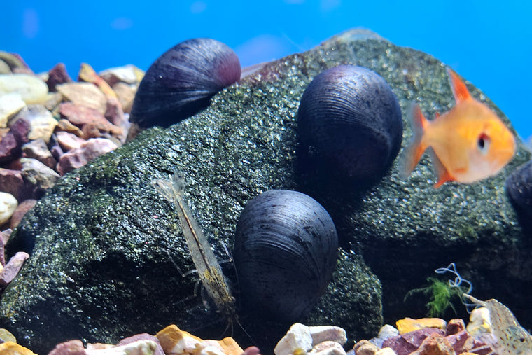 Military Helmet Nerite Snail