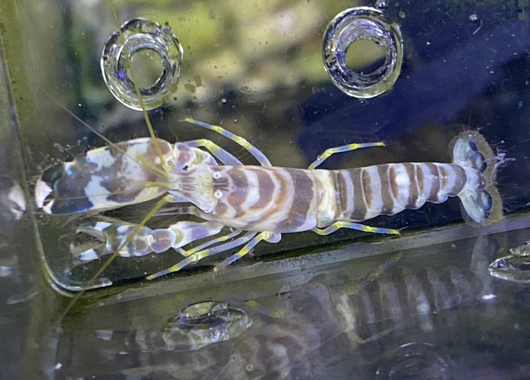 Tiger Pistol Shrimp