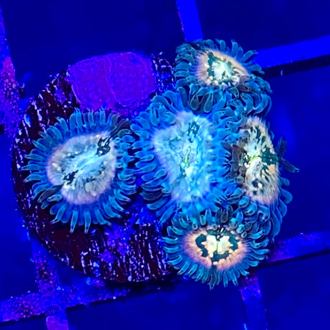 Hawaiian Ding Dang Zoanthid (4-5 polyp frag)