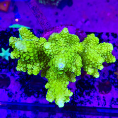 Neon Green Acropora (Maricultured)