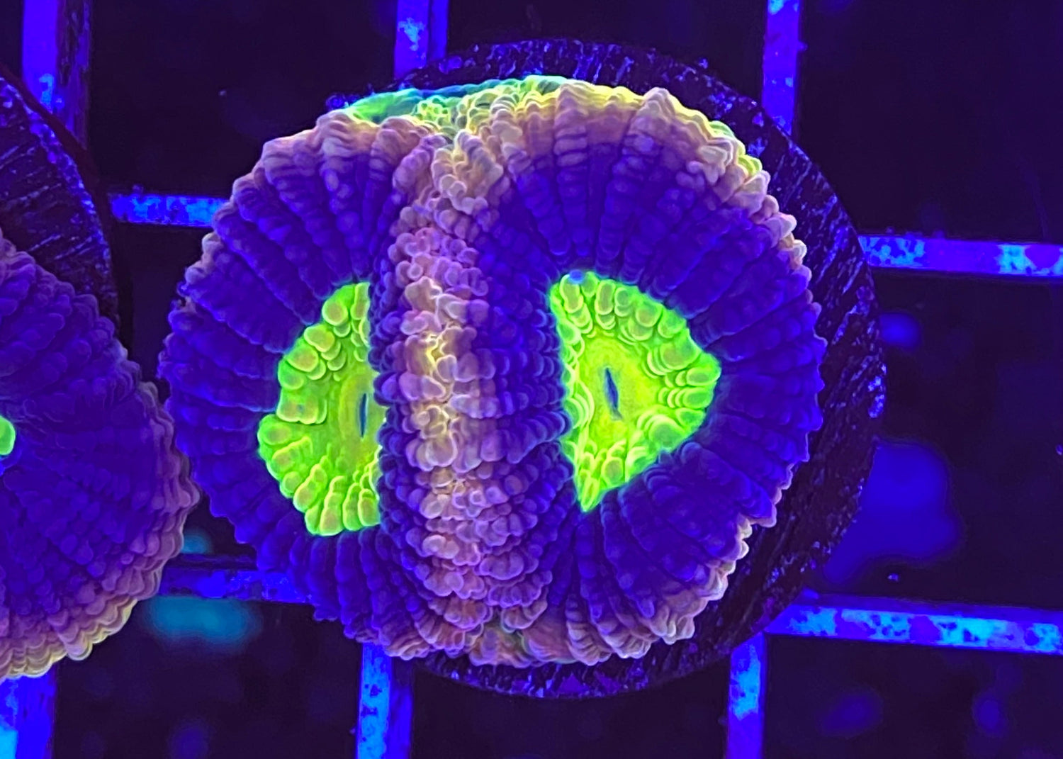 Dragon Soul Favia