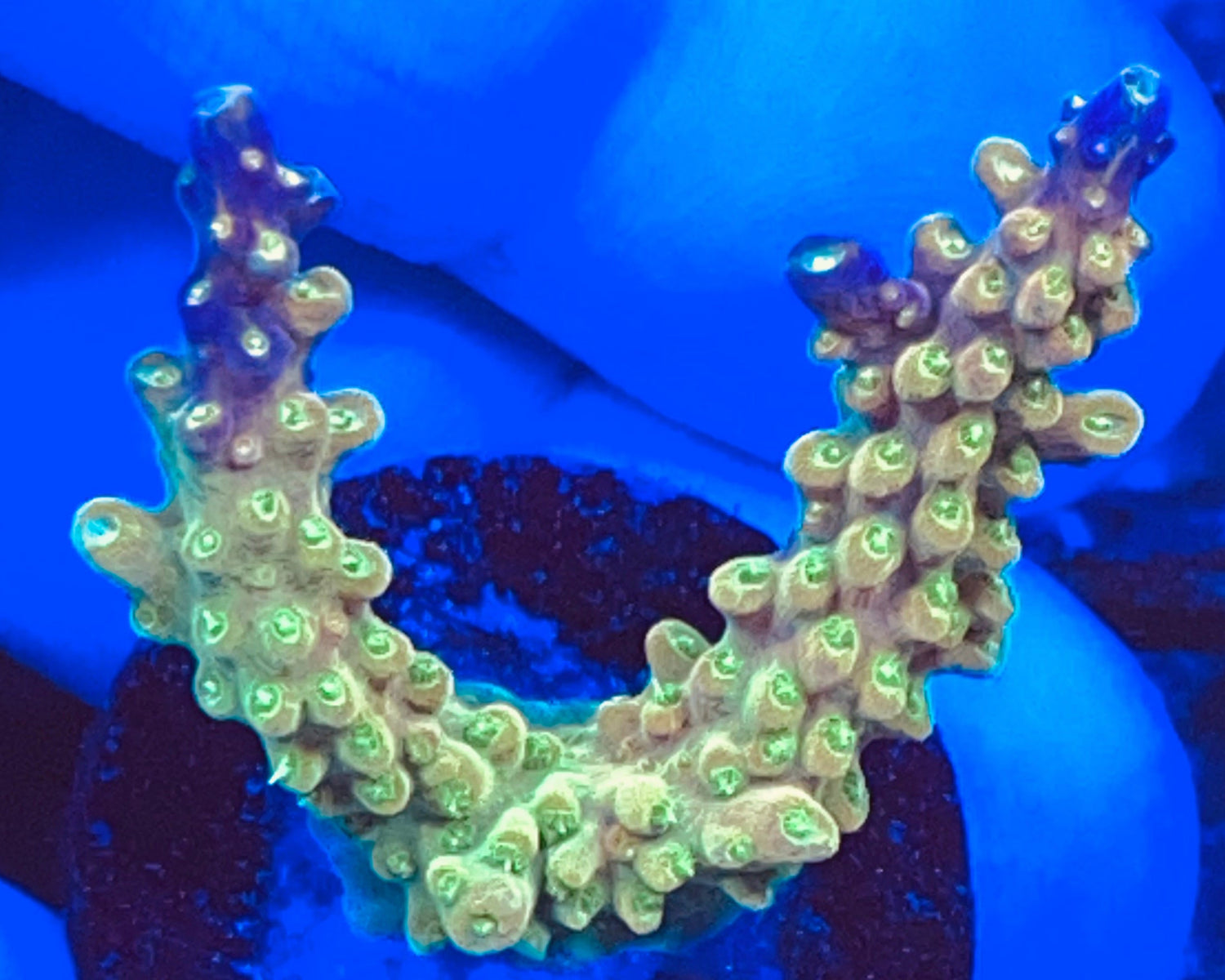 Mayan Sun Acropora