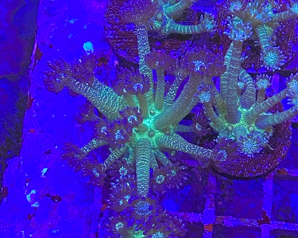 Glitter Bomb Goniopora