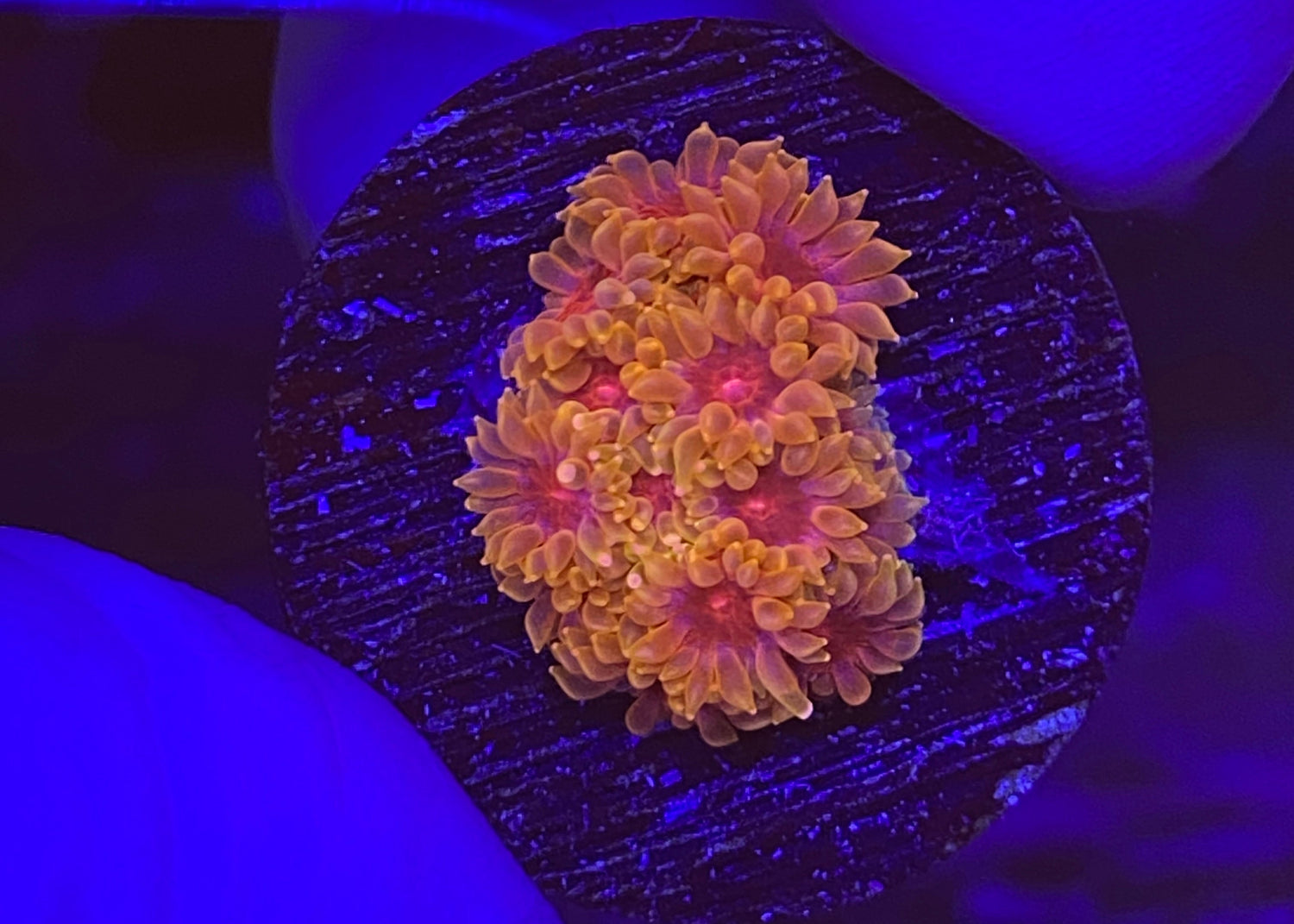 Mind Trick Bernardpora