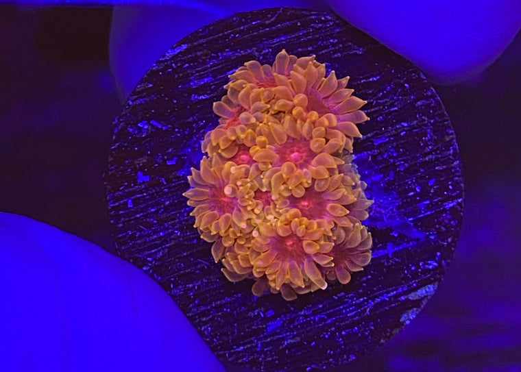 Mind Trick Bernardpora