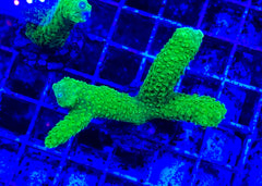 Bali Green Slimer Acropora yongei