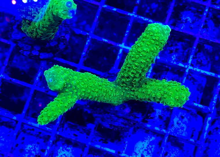 Bali Green Slimer Acropora yongei