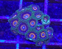 C-137 Zoanthid