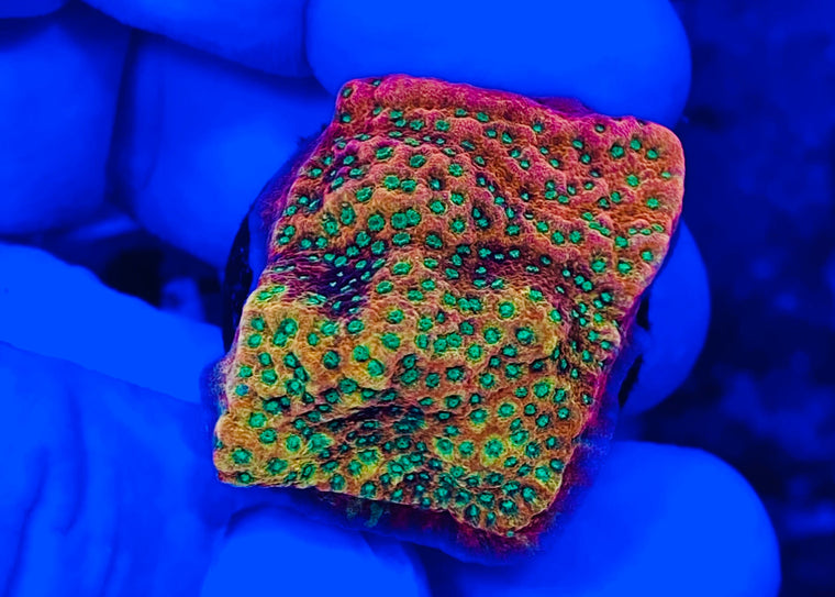 Tropic Thunder Montipora