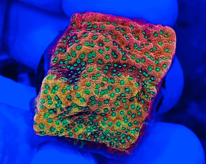 Tropic Thunder Montipora