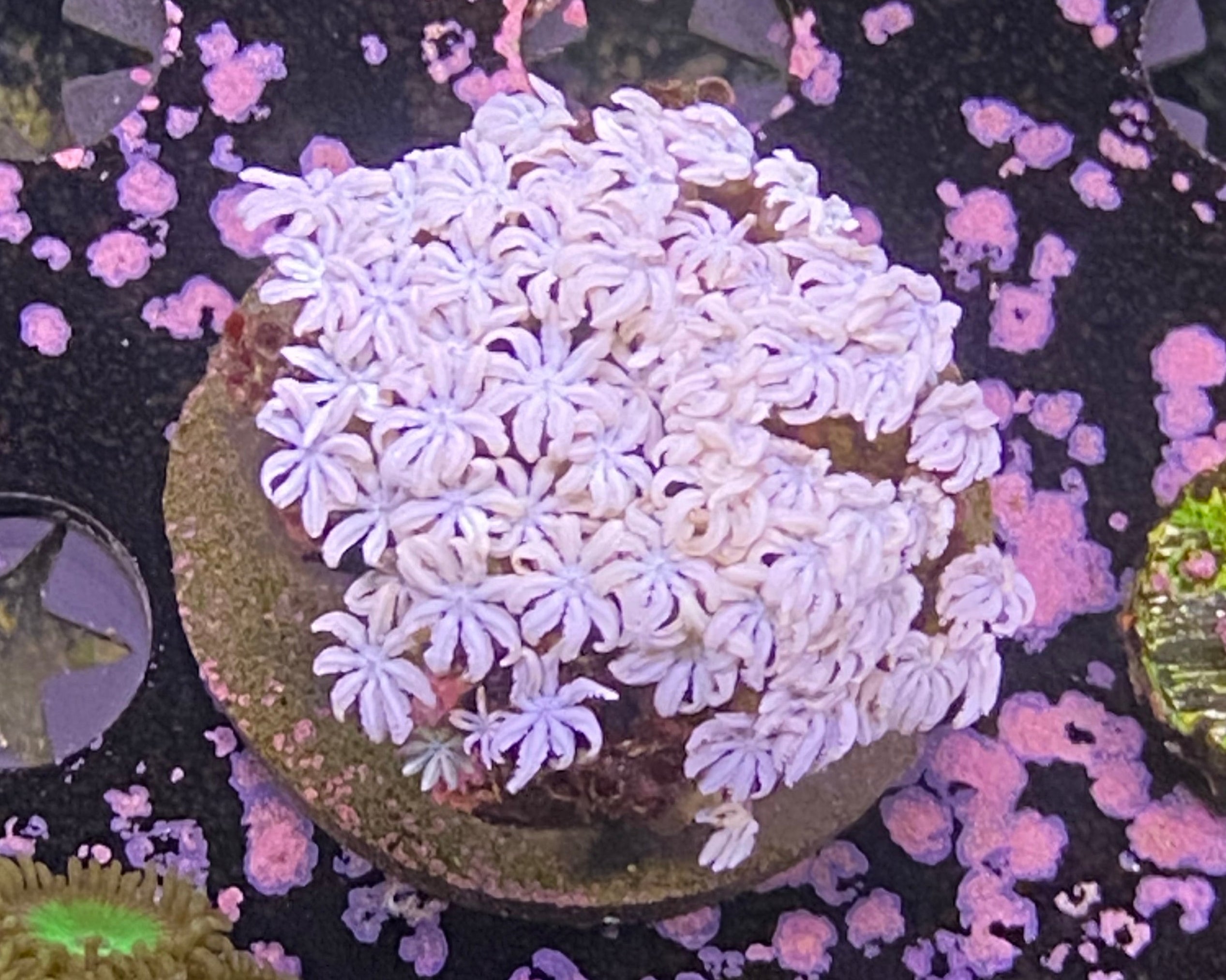 White Tubipora Musica